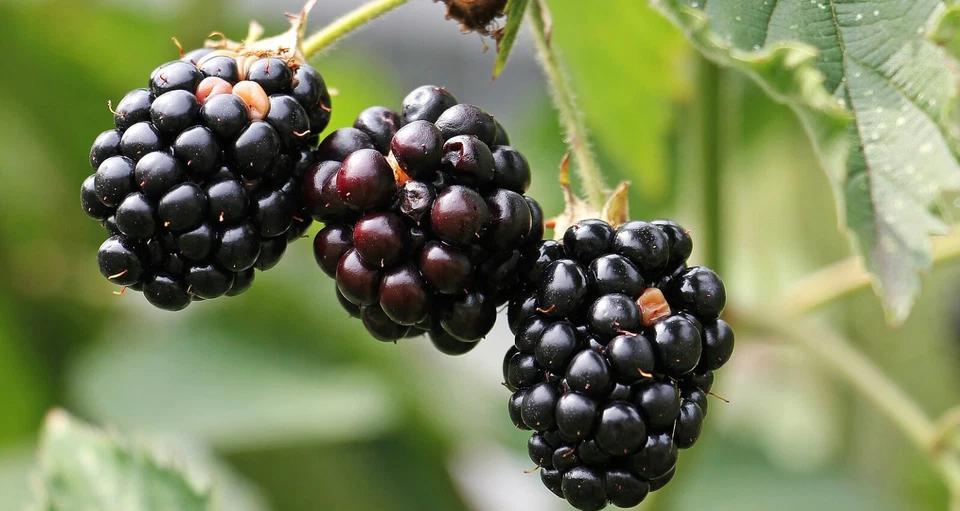 Winterharte Beeren im Garten 55+ Samen - Seeds - Himbeere - Brombeere V 170 - Bild 4 von 4