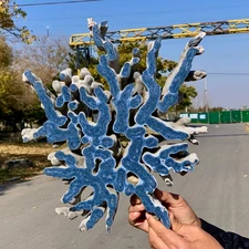 8.73LB Natural Blue Coral Reef Cluster Marine Mineral Crystal Specimen