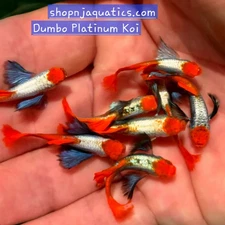 Rare Dumbo Platinum Koi Adult Guppies - 1 Trio - 1M/2F - usa seller