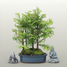 Dawn Redwood (Metasequoia) Bonsai Tree Forest | Informal Upright | In 20cm Pot