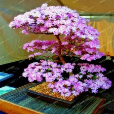 5 JAPANESE SAKURA CHERRY BLOSSOM TREE SEEDS Prunus sargentii) Hardy Flower Plant