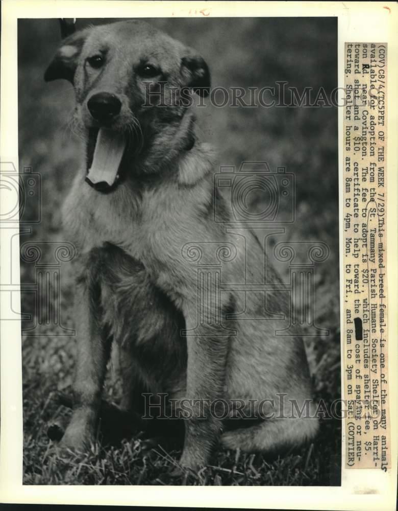 1988 Press Photo Mixed breed female at Tammany Parish Humane