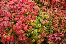 15 DWARF SACRED BAMBOO Heavenly Nandina Domestica Nana Pink Red Sun Shade Shrub