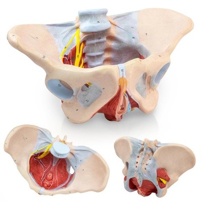 1:1 Life Size Human Female Pelvis Model with Pelvic Floor Muscles Perineal Mo...