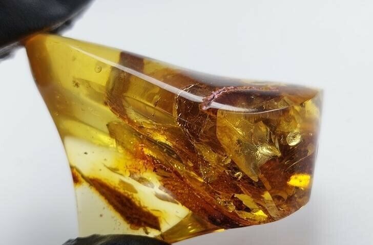 719 Natural Amber Drop With Inclusions Air Bubble Spider 