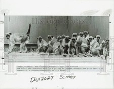 1983 Press Photo Colony of Vervet Monkeys with Dominant Male - lrb38394