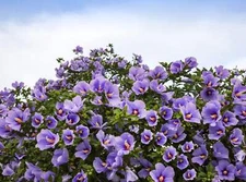 25 Purple ROSE Of SHARON HIBISCUS Syriacus Flower Tree Bush Seeds *Flat Shipping