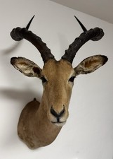 Antilope Kopf Schulter Präparat Afrika afrikanische Trophäe Kruger Nationalpark