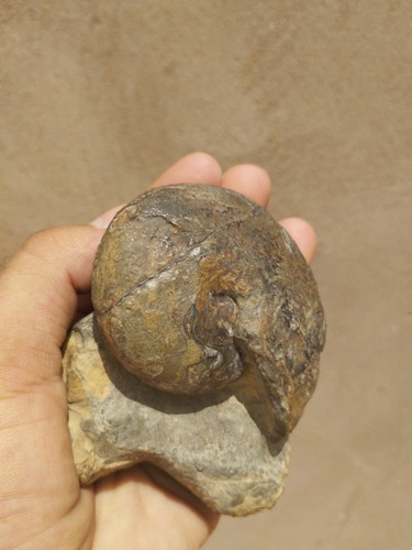 Authentic Devonian Manticoceras Goniatite Ammonite Fossil – Morocco Specimen - Picture 8 of 15