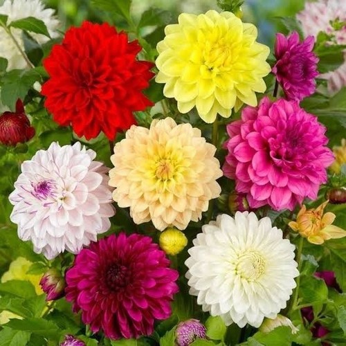 DAHLIA DECORATIVE GIANTS MIXED 10/20 seeds HUGE DINNER PLATE BLOOMS