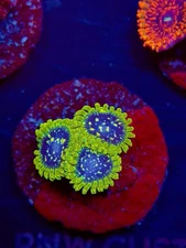 TNTcoral Exosphere Zoa 2-3 Polyp -Frag-Live Coral-LPS-SPS-ZOA