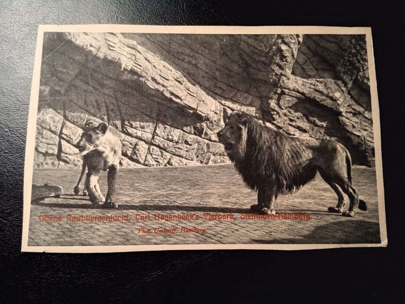 VINTAGE POSTCARD OF LIONS