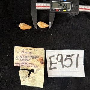 Conidae Conus Lamarck Lot Of 2 Australia (E951)