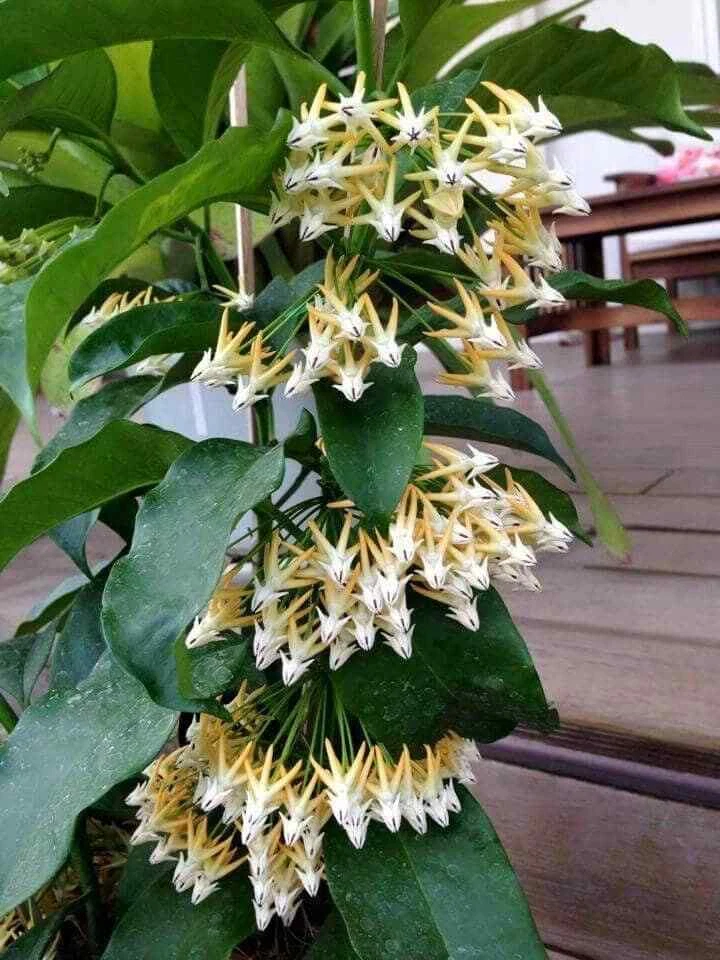 Semillas Rocket Hoya ~ Estrellas Fugaces ~ Flores Exóticas ~ Plantas Únicas ~ Hoyas Foto 2 de 4