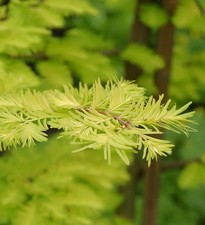 Hochstamm Urweltmammutbaum Chinesisches Rotholz Gold Rush 100-125cm