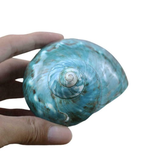 Polieren grüne Turban Muscheln Muscheln 9-12 cm DIY Ornament Muschel Muschel O3N5