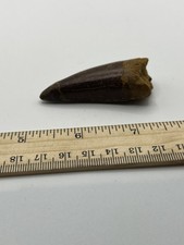 Tyrannosaurus T REX 2,25” African Carcharodontosaurus FÓSIL REAL CS 107