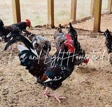 6 Speckled Sussex Chicken Hatching Eggs!