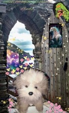Ty Classic / Fluffy Puppy Dog White Gray Color '2008 12" Soft Plush