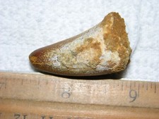 Dinosaur fossil tooth Spinosaurus Cretaceous Era bigger 1.25 inch long A88