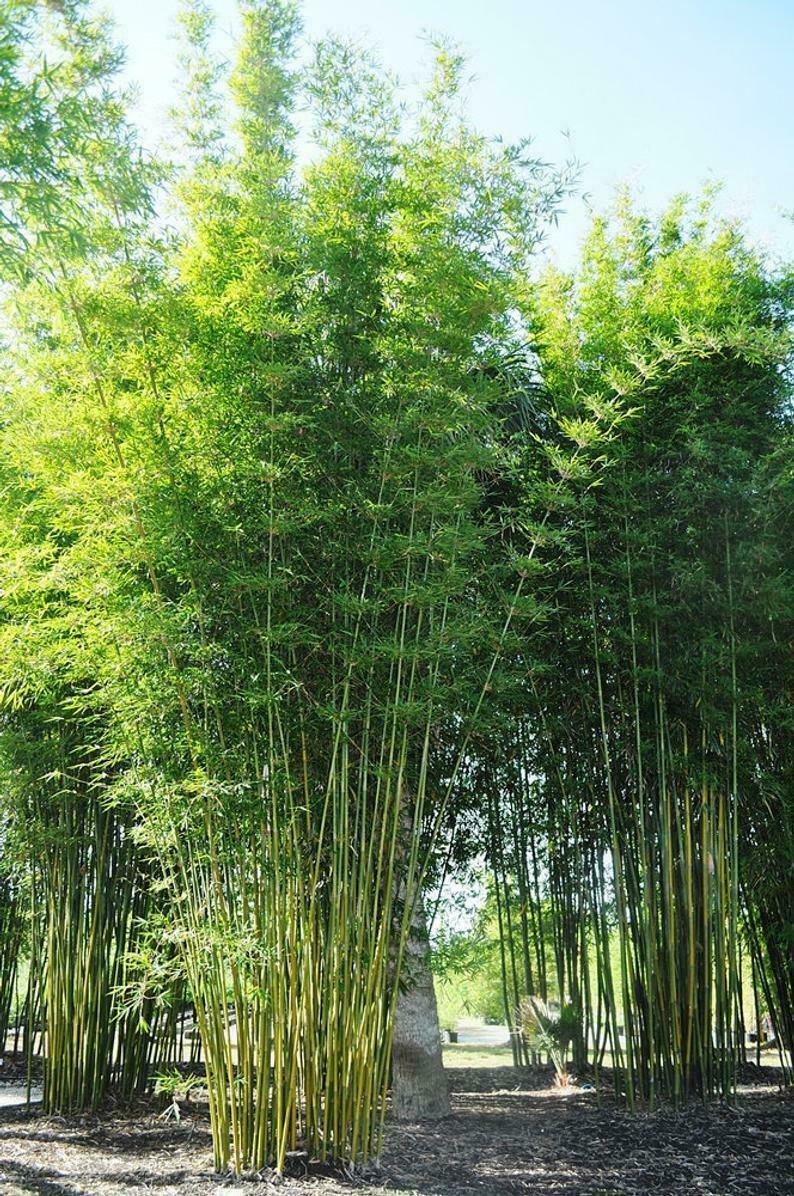 邦楽 banbi sound garden sumika banbi sound garden CD 邦楽