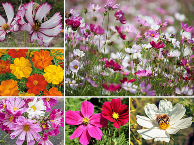 KOSMEE 1000 Samen Schmuckkörbchen Schwefelcosmee COSMOS bipinnatus & sulphureus