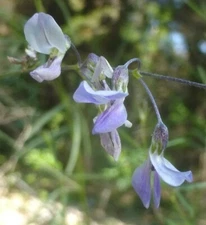 narrowleaf Indian breadroot (Pediomelum linearifolium)—50 seeds ($3.00)