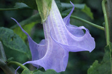 10 Angel Trumpet Seeds Flowers Seed Perennia Tropical Flower US SELLER "Blue"