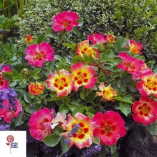 Sunshine Babylon Eyes   Beetrose im großen X...