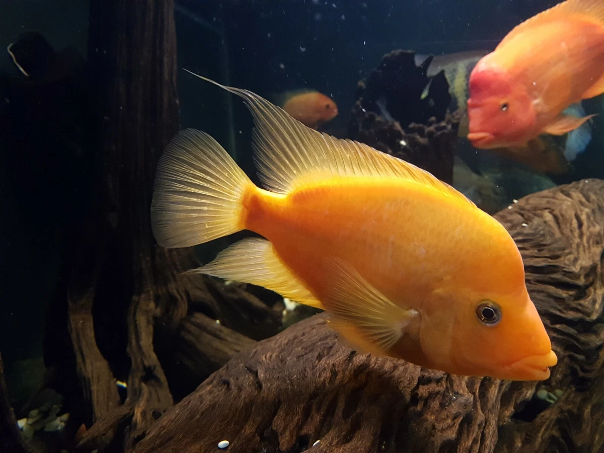 Orange Midas Cichlid Amphilophus Citrinellus eBay