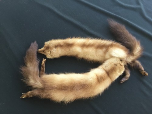 Antique Vintage 2 Full Body Pelt Brown Mink Fur Stole 43”