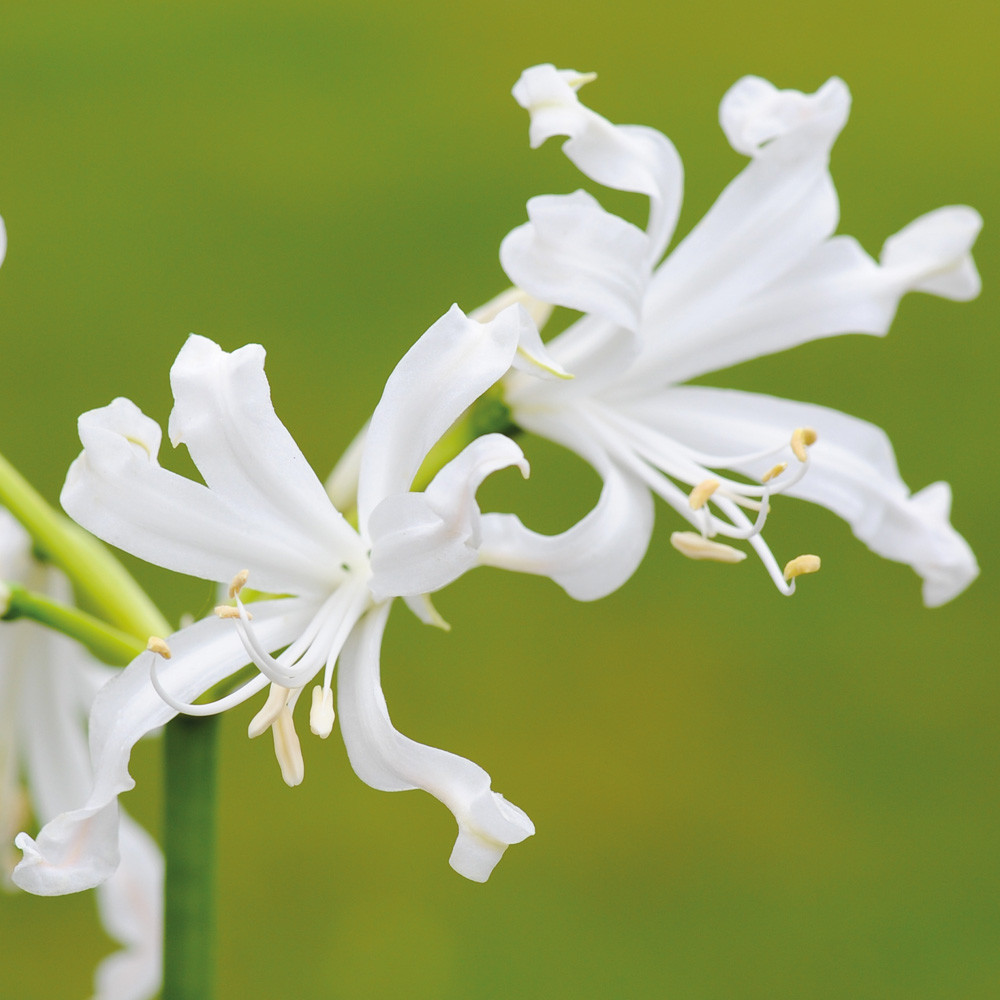 T&M Nerine Bowdenii Hardy Bulbs Autumn Garden Flowering Collection 5