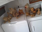 ANTIQUE MOHAIR STUFFED DOGS LOT  of 9  radios & mechanical POODLES  BULLDOGS