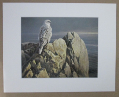 Robert Bateman 1981 ''Evening Light-White Gyrfalcon'' Matted Wildlife Print