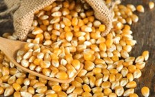 Dried Yellow Corn Maize15oz - 5lbs Free Shipp...