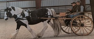Midsized Meadowbrook Style Horse Cart with Driving Harness & Bit