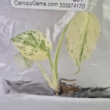 Monstera Deliciosa White Monster variegated tissue culture 2DayAir