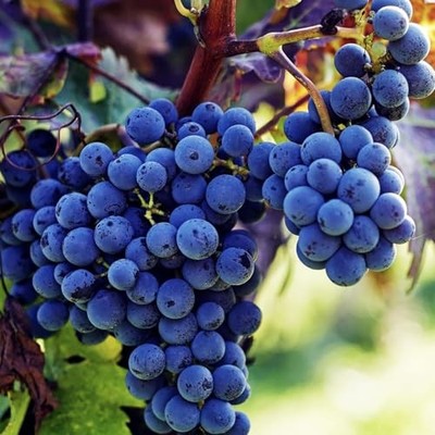 100+ PCS Heirloom Purple Concord Grape Vine Seeds for Lush