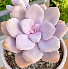 Rare Succulent Graptopetalum Murasaki 2.75-Inch Rooted Pink Easy Care Live Plant
