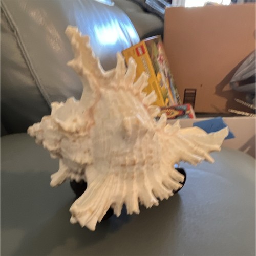 Large 7 Inch  White Murex Shell with Ornate Spiny Ridges Collectible