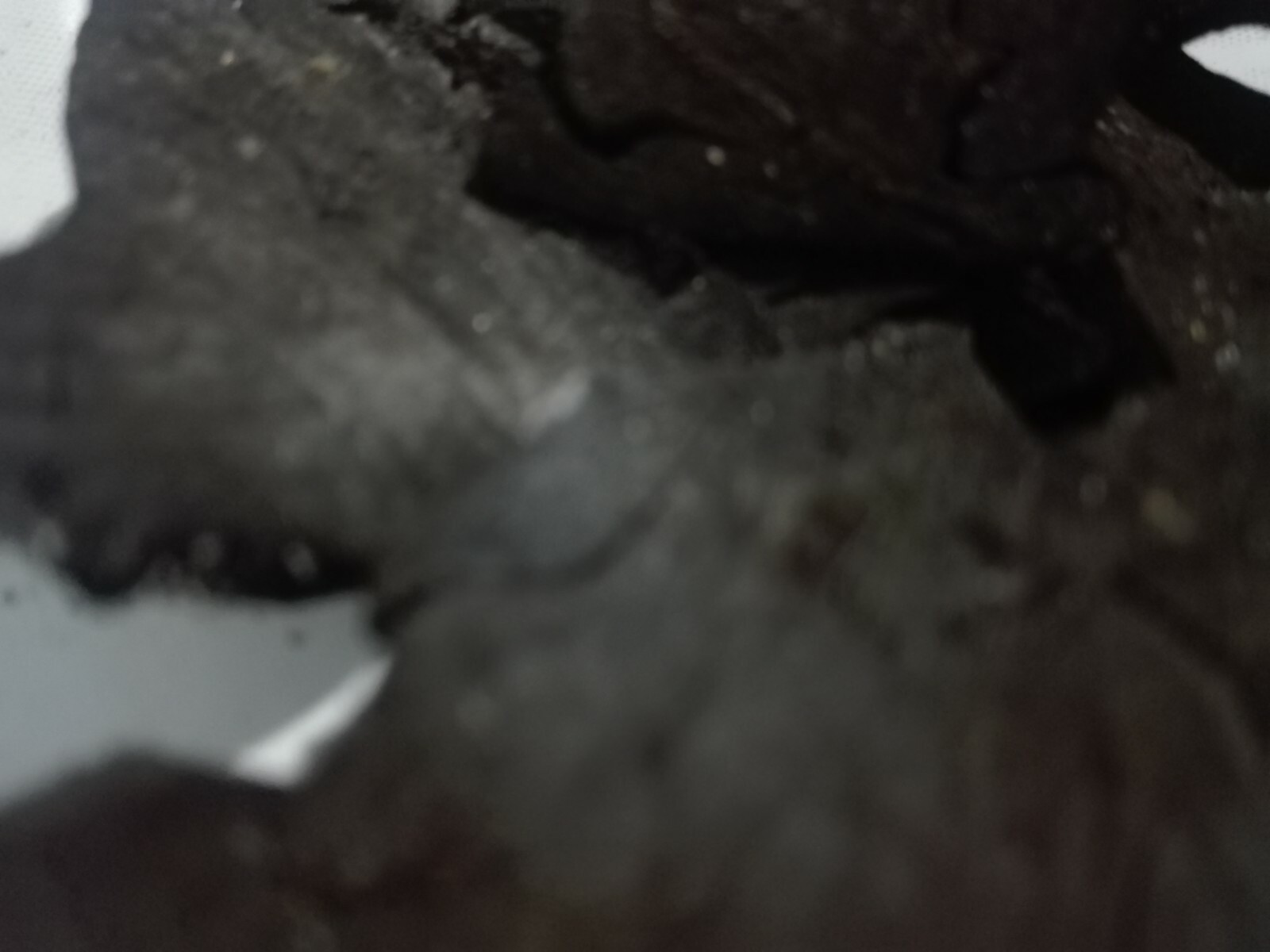 Picture 5 of 12