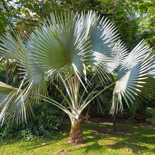 Fan palm tree deals