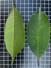 Garcinia sp "Citrus" - 1 YR OLD — photo 5