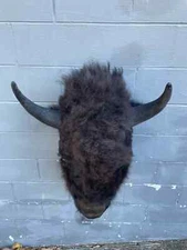 Western Decor, New XLarge BISON/BUFFALO Bull, Head Mount Log Cabin Hunting Lodge