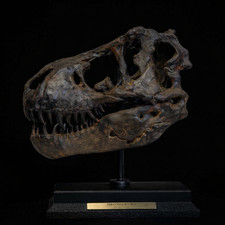 T Rex Replica Fossil Skull – Tyrannasaurus Rex Museum-Quality Trex.