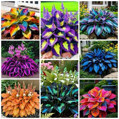 280+ Hosta Seeds for Planting Perennial Heart-Shaped Hosta Bare Roots