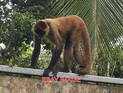 FOTO (4) GEOFFREY'S SPIDER MONKEY COSTA RICA.