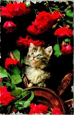Kitten Blue Eues Gray Fluff Rose Bush Postcard Unused (33623)