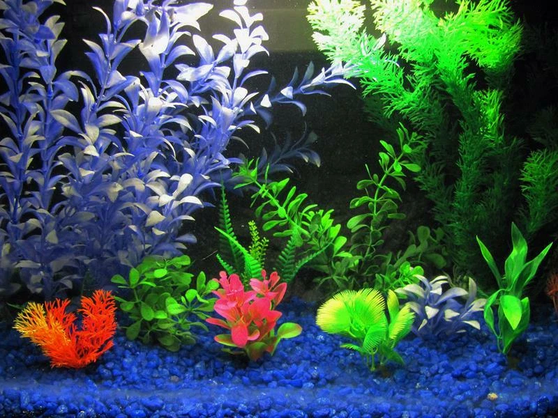 Ebay Aquarium Plants
