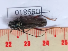 D96810-insects Beetles Cerambycidae from Vietnam North